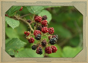 Brombeeren